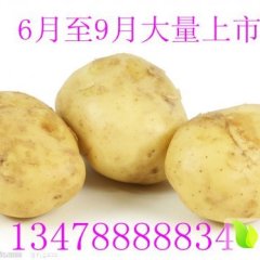 辽宁新民土豆代办代收早大白大量上市了
