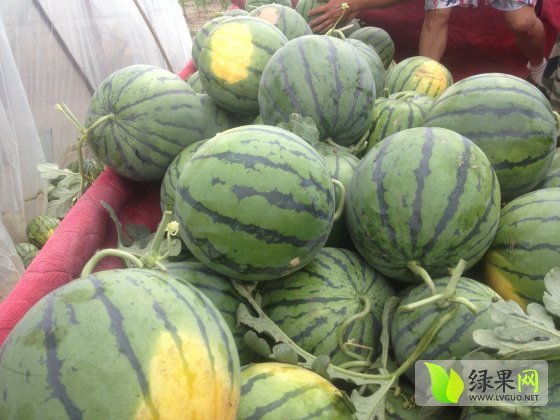 2014年辽宁新民京欣价格