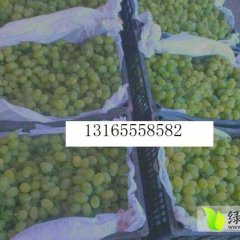 衡水市深州潘佳：维多利亚