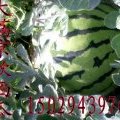 陕西大荔花皮无籽西瓜大面积上市