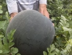陕西大荔黑皮无籽西瓜已经大量成熟