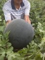 陕西大荔黑皮无籽西瓜已经大量成熟