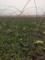 陕西大荔新红宝西瓜属高产品种