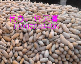 湖北嘉鱼密本南瓜：潘家湾许天喜