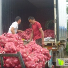 山东惠民2014年红皮洋葱订单开始火爆签订中