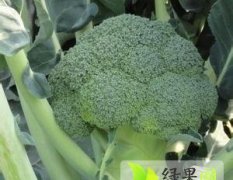 河北大城炎秀西兰花近期大量上市