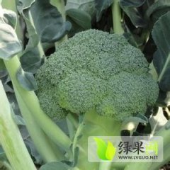 河北大城炎秀西兰花近期大量上市