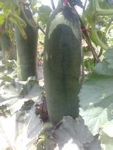 江西东乡自产铁冠军冬瓜 出售，量大从优