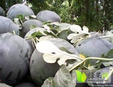 陕西蒲城自己种植14亩黑皮无籽西瓜已经成熟