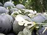 陕西蒲城自己种植14亩黑皮无籽西瓜已经成熟