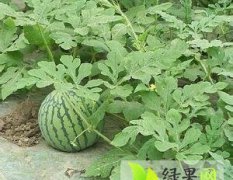 广西青秀麒麟西瓜7月种植 预售阶段在9月末