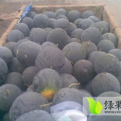 黑皮无籽西瓜供不应求