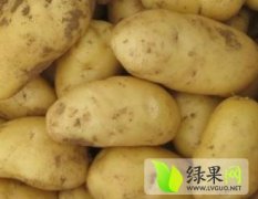 （土豆已售完）河北邢台南和供应荷兰十五土豆