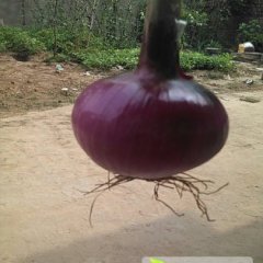 河南临颍红皮洋葱还有40亩未售，走货快！张先生。