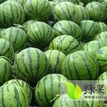 清苑西瓜品种有京欣.甜王.双星等