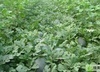 湖北枝江黑皮无籽西瓜7月1日开始上市 ！