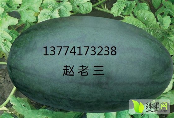 黑美人价格
