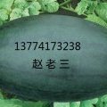 湖北宜城黑美人西瓜产地代办保证您的利益