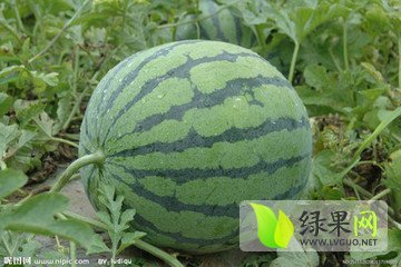 麒麟西瓜价格