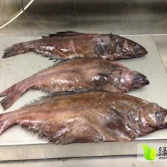 山东青岛市南比目鱼：东海西马先生