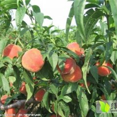 安徽砀山春雪蜜桃进入盛产期