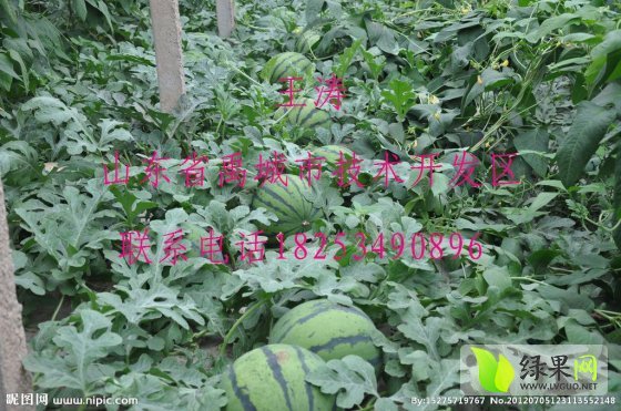 2014年山东禹城京欣价格