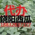 河北饶阳京欣上市期能维持3个月