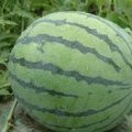 陕西大荔花皮无籽西瓜热销中