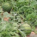 安徽砀山蔬果之乡现有大量京欣系列西瓜