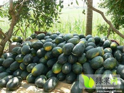麒麟西瓜价格