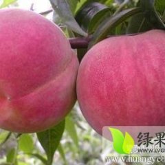 山东费县大红桃开始大量上市