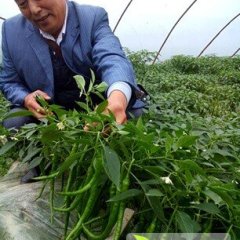 四川仁寿二斤条新鲜上市价格便宜得很