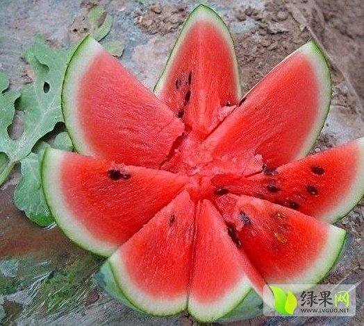 黑美人价格