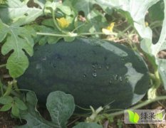 湖北宜城黑美人西瓜已经大量开始上市