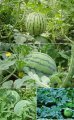 湖北钟祥地雷瓜上市 最新价格电话咨询