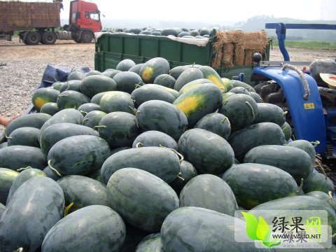 黑美人价格