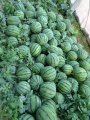 山东潍坊安丘市红沙沟露天京欣西瓜上市