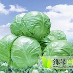 河南新野中甘21甘蓝上市 价格低