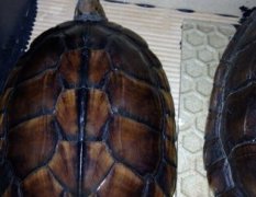 广东番禺10年南石龟 种龟价格1450一斤