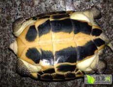 广东番禺09年石龟种龟价格1600一斤