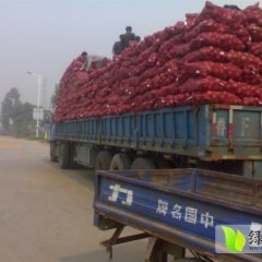 山东安丘红皮洋葱上市 价格0.2--0.25元