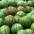 山东宁津京欣：大郭西郭哲泉