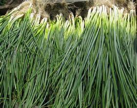 山东滕州小葱：级索镇赵峰