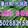 大量代购、代销西瓜