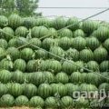 山东宁津京欣西瓜成熟，大量上市
