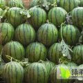 山东泗水京欣西瓜产地量大 口感好