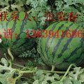 山东泗水京欣西瓜现已成熟并上市
