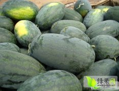 湖北宜城黑美人代办
