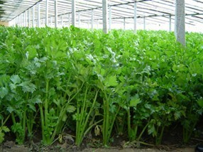 山东博兴皇妃芹菜上市价格面议