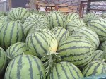 湖北钟祥官庄湖长花瓜、无籽西瓜个大、味甜